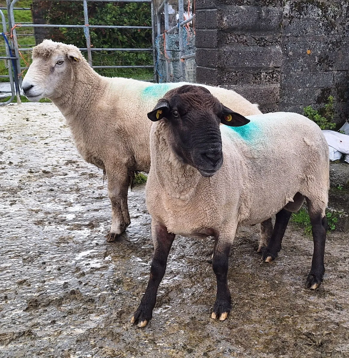 New Zealand Suffolk & Romney Rams - Image 1