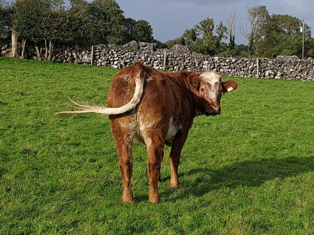 Roan Breeding Heifer - Image 3