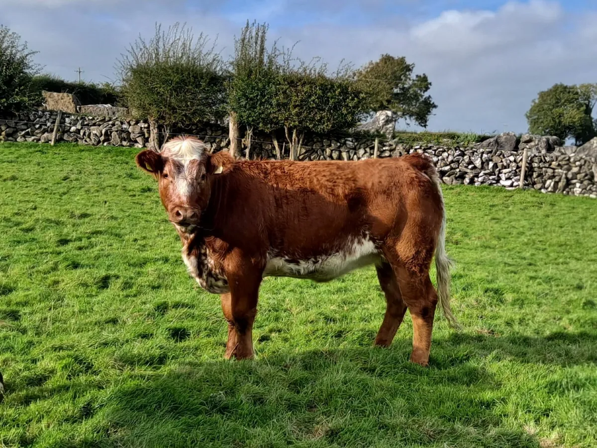 Roan Breeding Heifer - Image 2