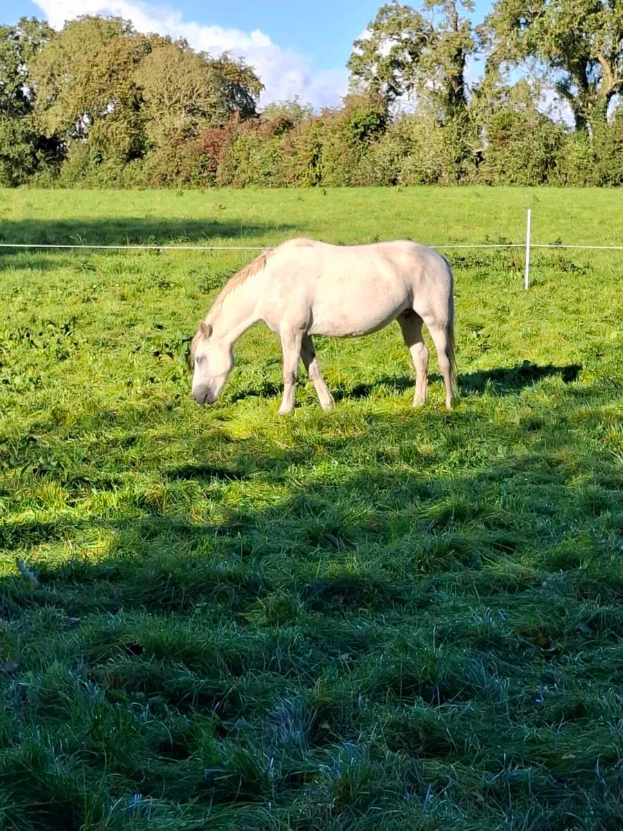 Connemara pony - Image 2