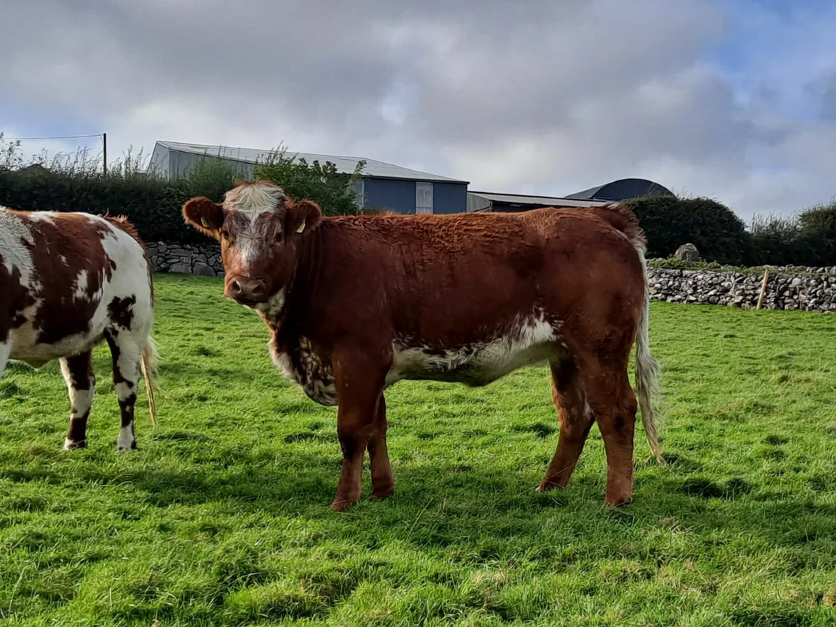 Roan Breeding Heifer - Image 1