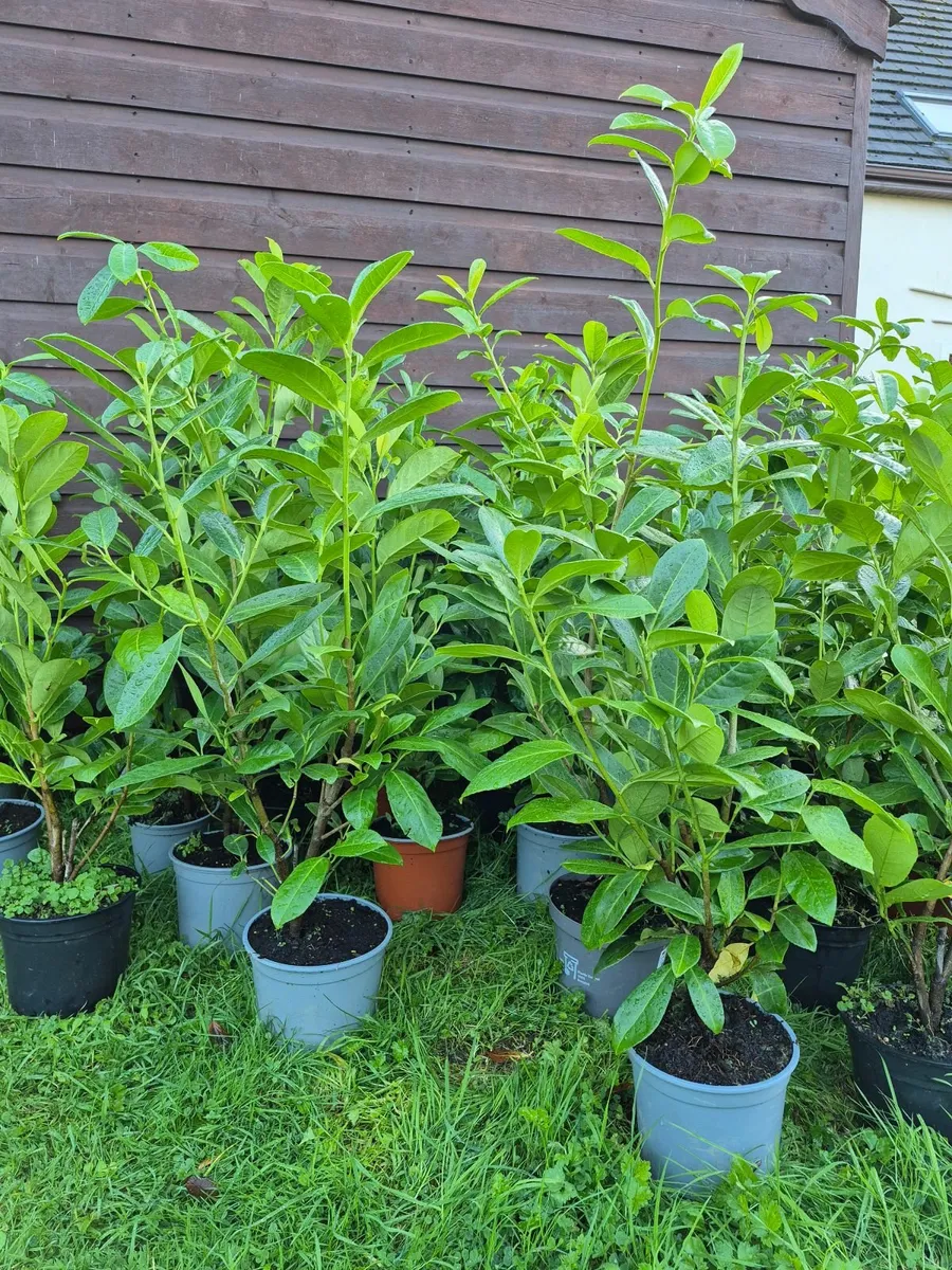 POTTED LAUREL HEDGE - Image 1