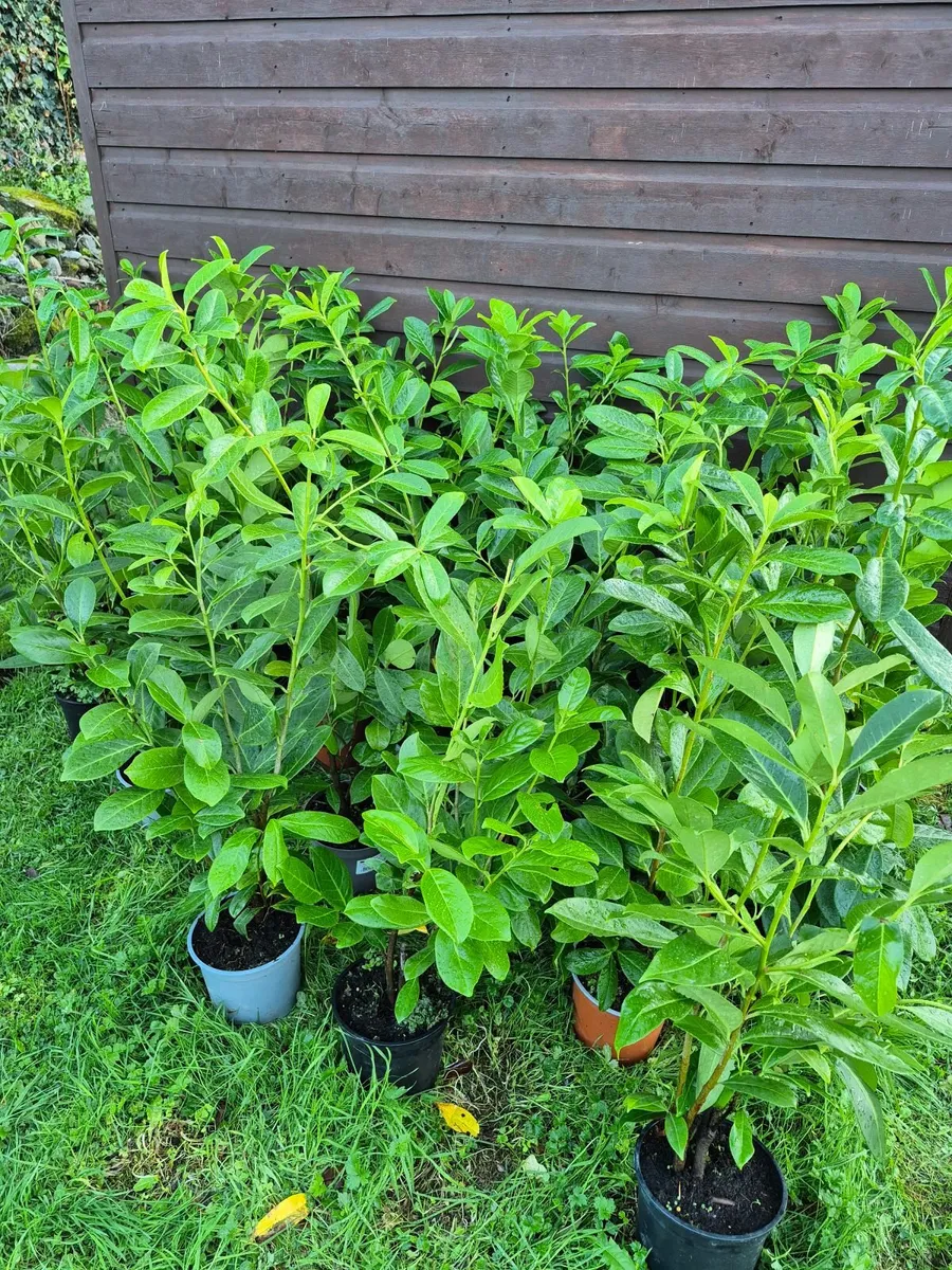 POTTED LAUREL HEDGE - Image 2