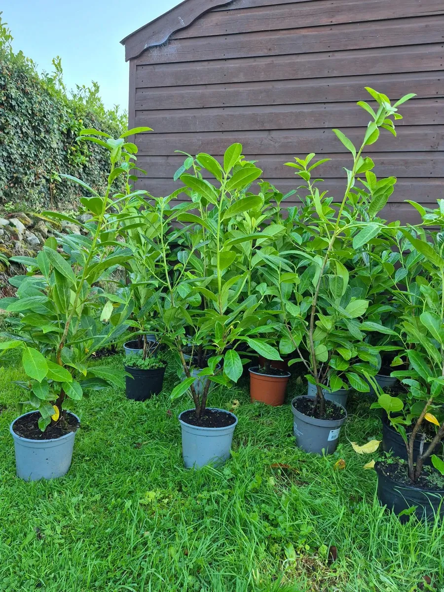 POTTED LAUREL HEDGE - Image 3