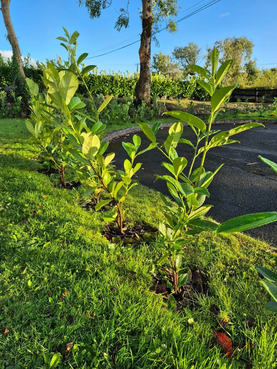 POTTED LAUREL HEDGE - Image 4