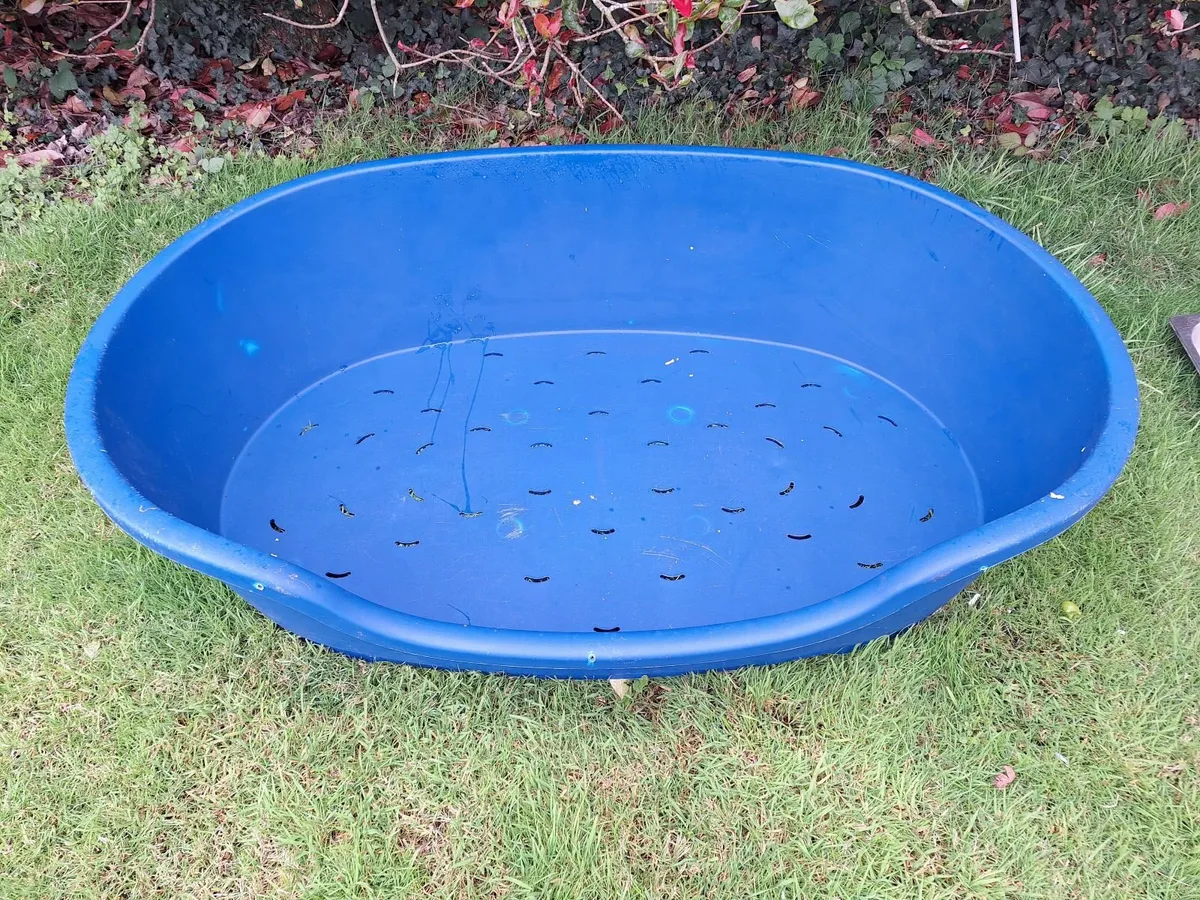 Dog Equipment - Image 1