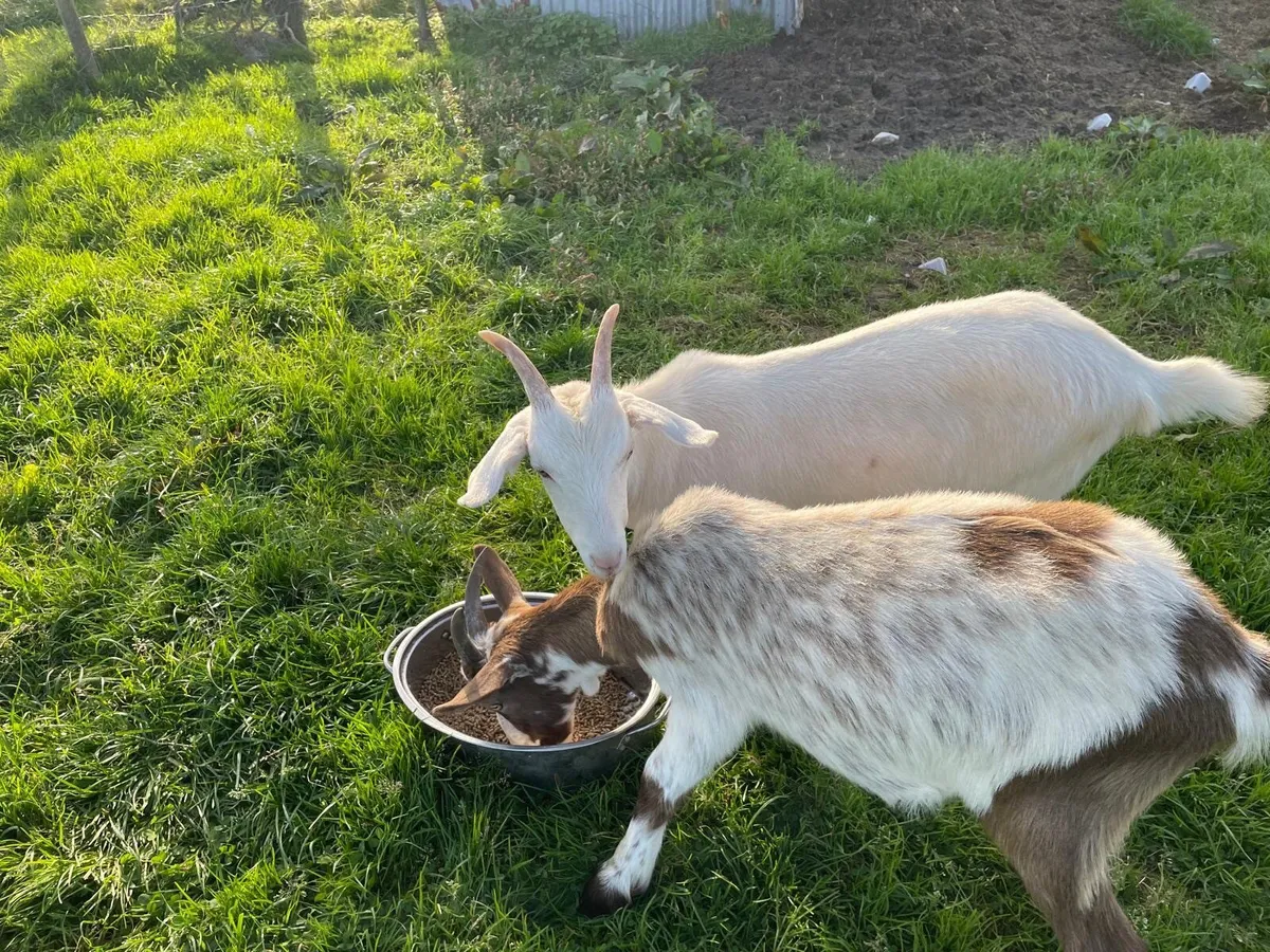 Goats for sale - Image 1