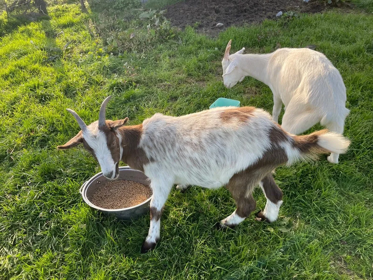 Goats for sale - Image 2