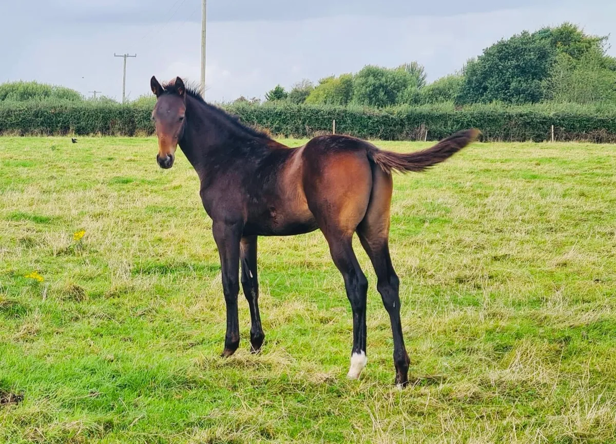 Selection of foals - Image 1