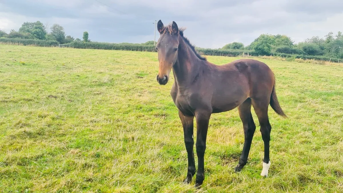 Selection of foals - Image 2