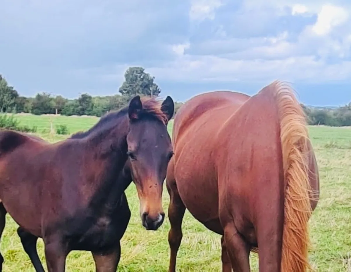 Selection of foals - Image 3