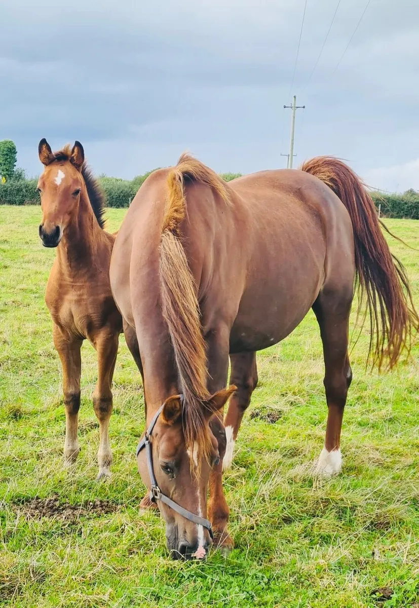 Selection of foals - Image 4