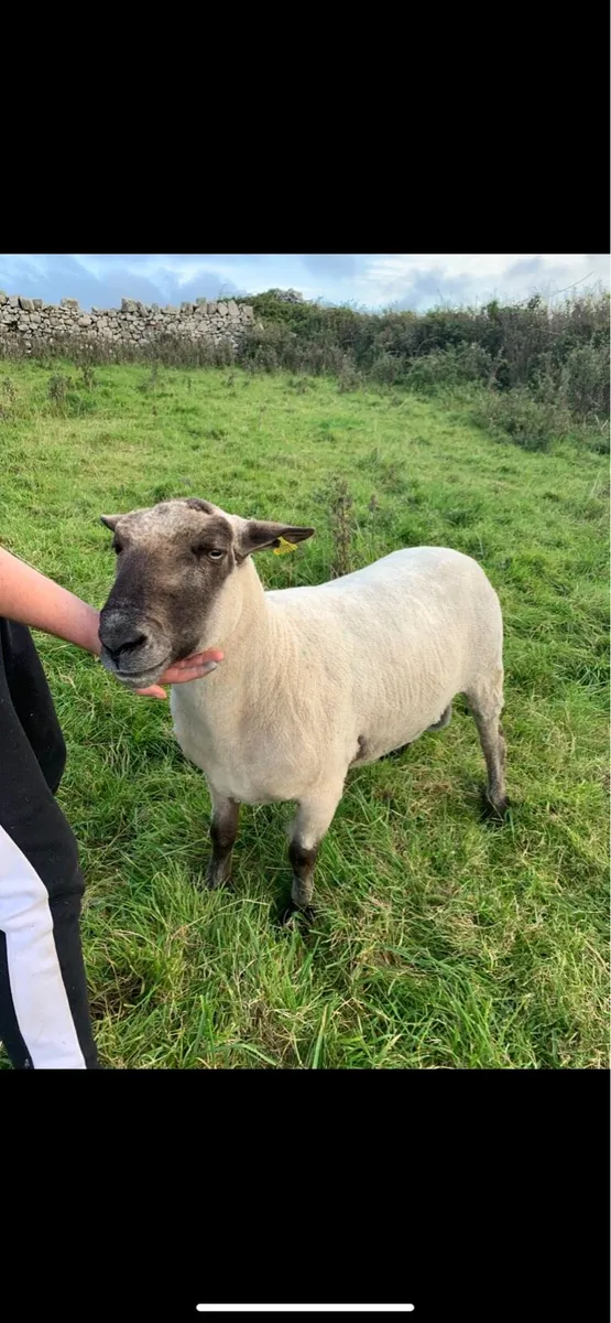 Shropshire Ram - Image 1