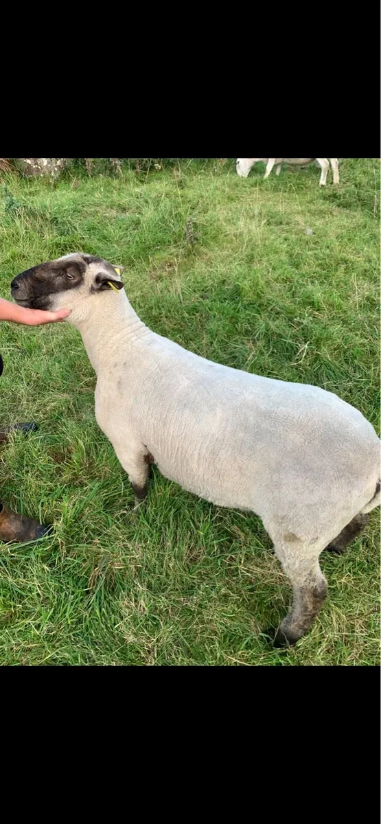 Shropshire Ram - Image 2