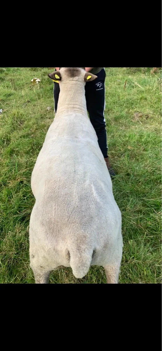 Shropshire Ram - Image 3