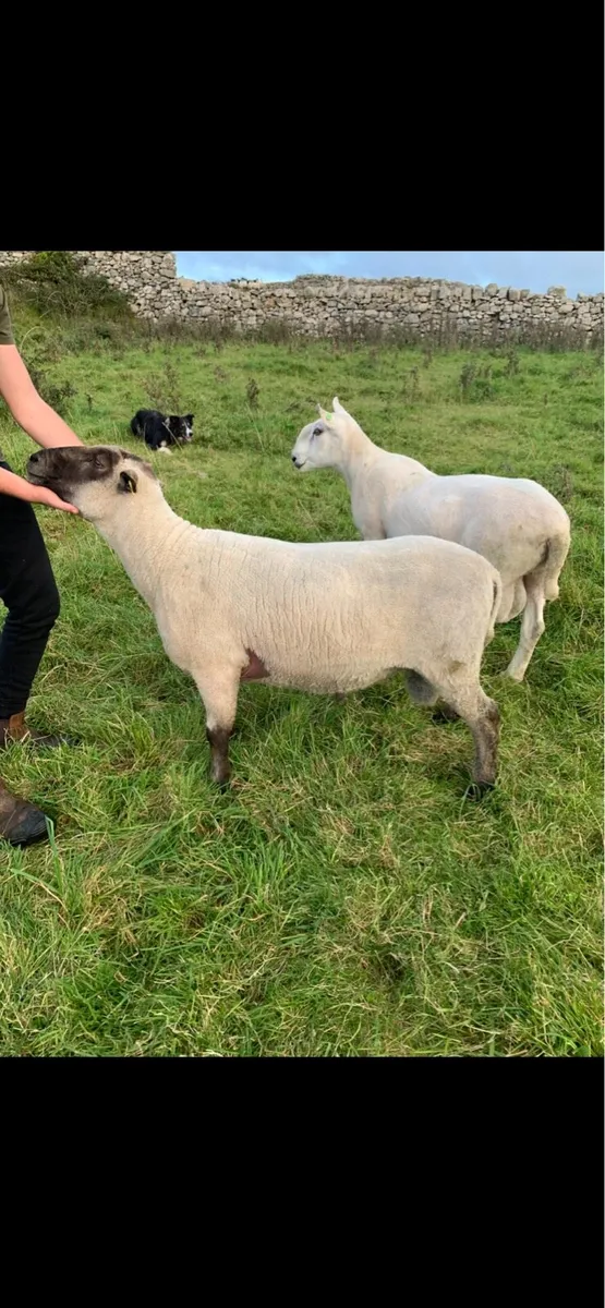 Shropshire Ram - Image 4