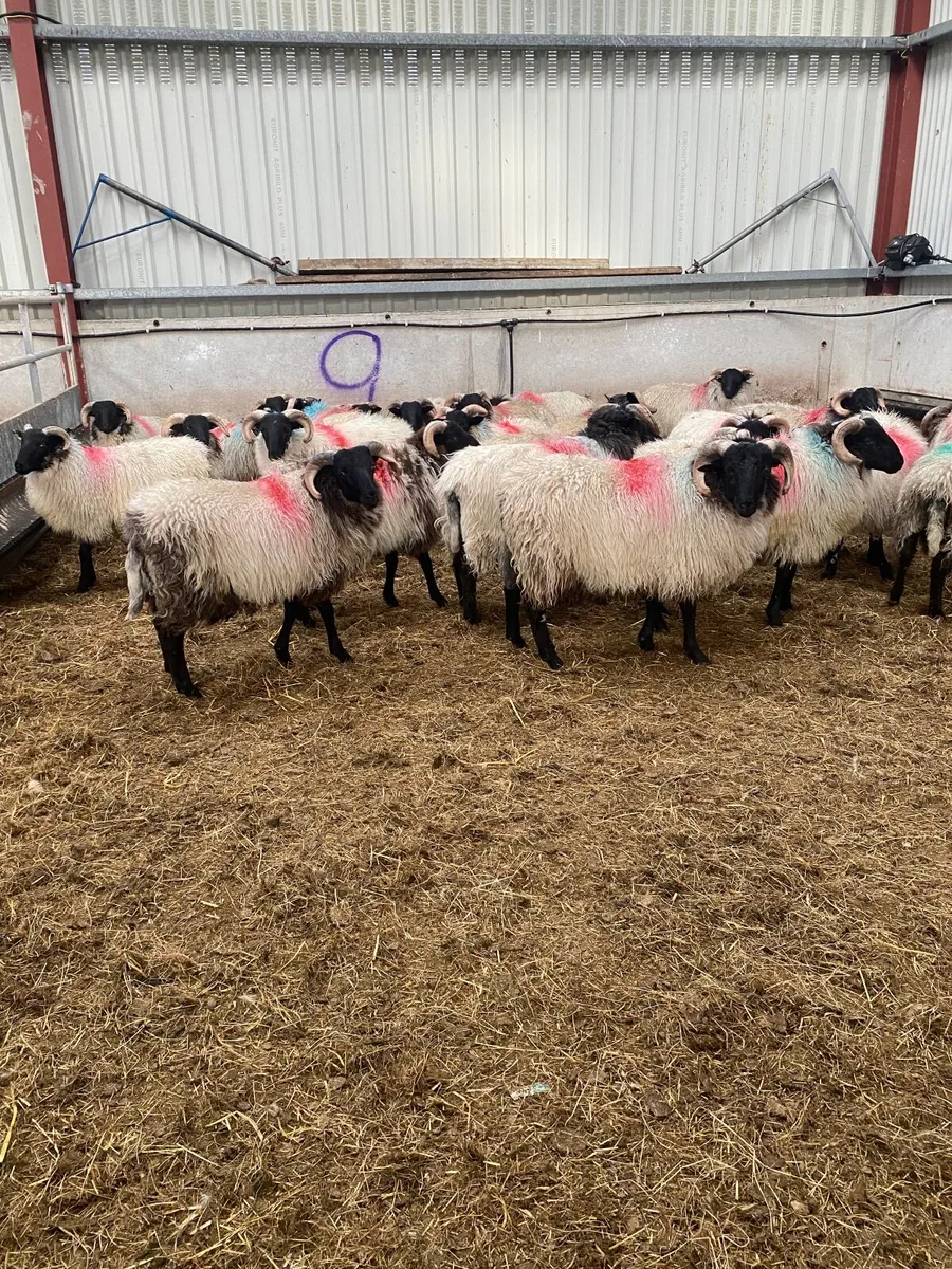 Sheep - Image 1