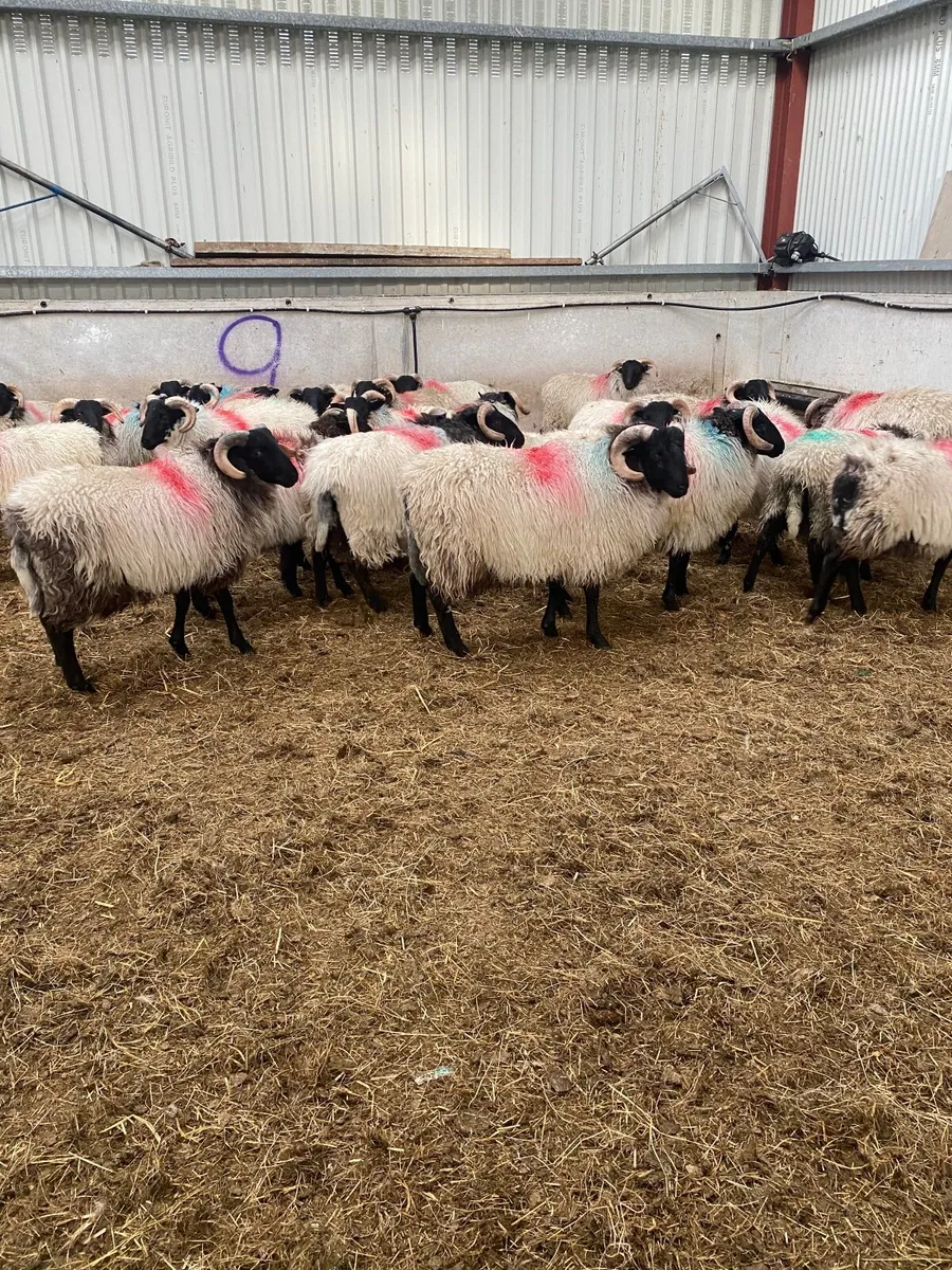 Sheep - Image 2