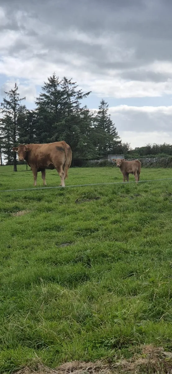 Super Team-Ballinasloe Mart Sat.20th - Image 2