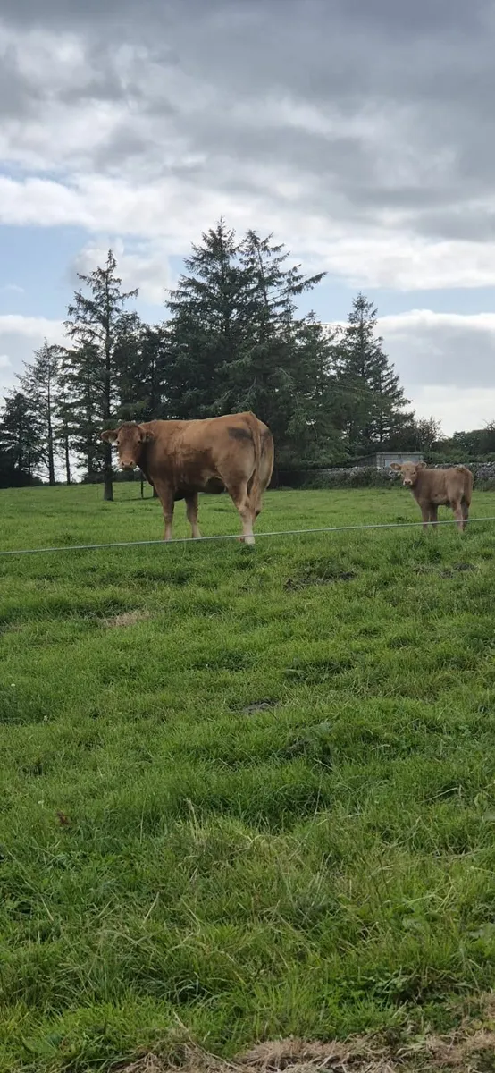 Super Team-Ballinasloe Mart Sat.20th - Image 3