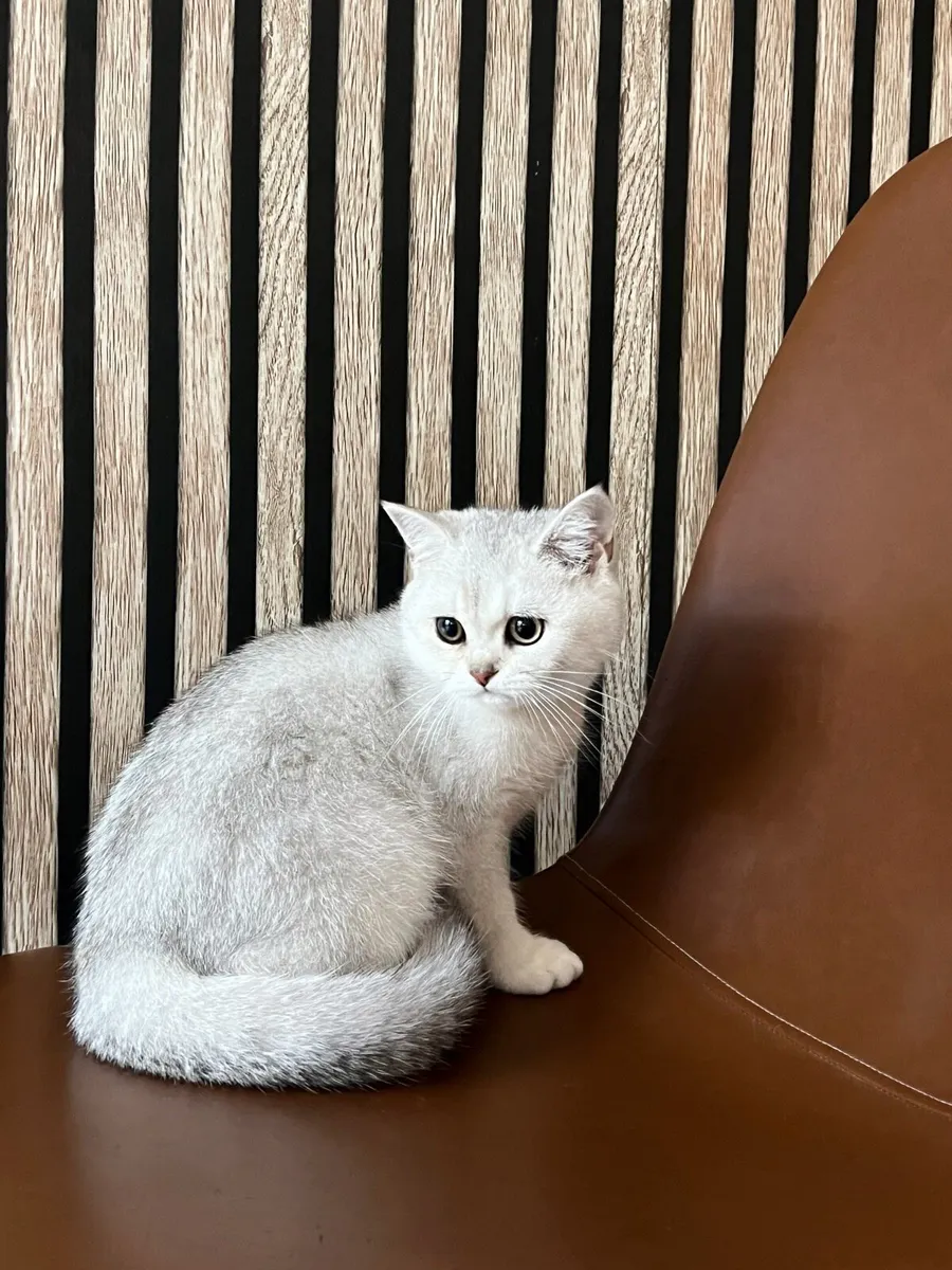 British black silver shaded chinchilla male kitten - Image 1