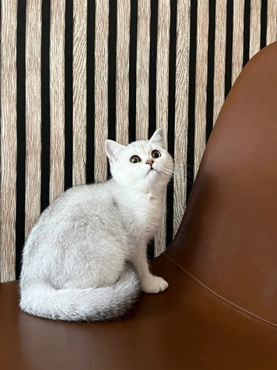 British black silver shaded chinchilla male kitten - Image 2