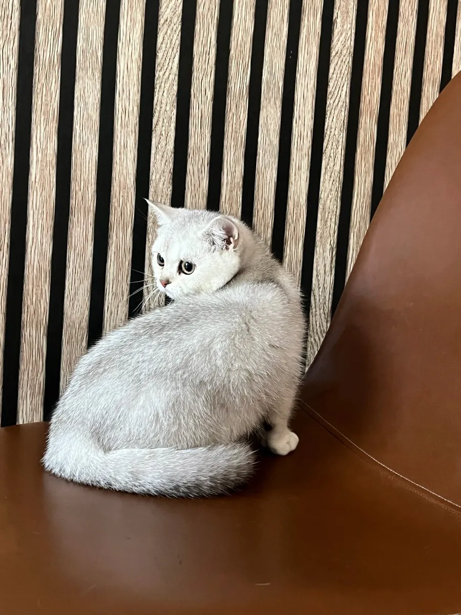British black silver shaded chinchilla male kitten - Image 3