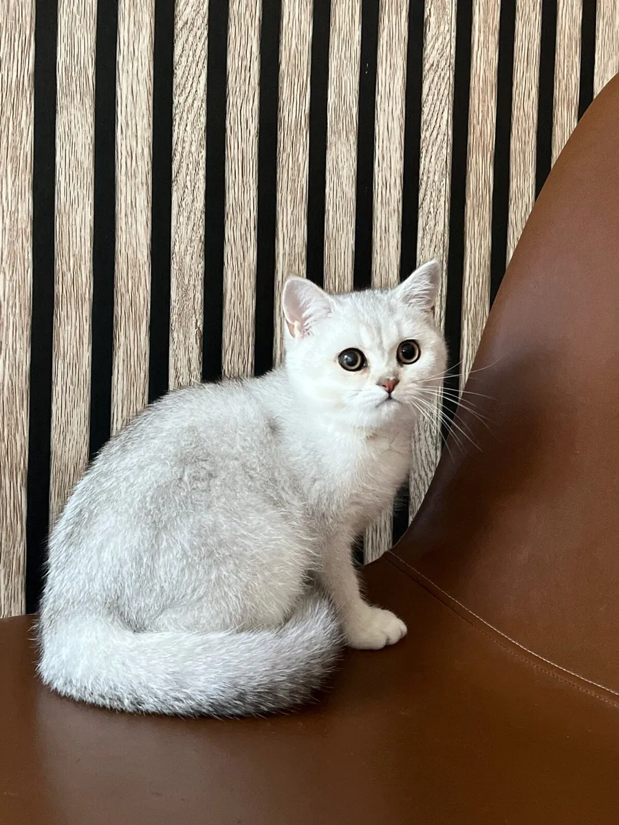 British black silver shaded chinchilla male kitten - Image 4