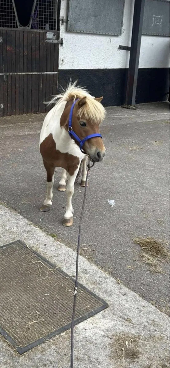 Ponies - Image 2