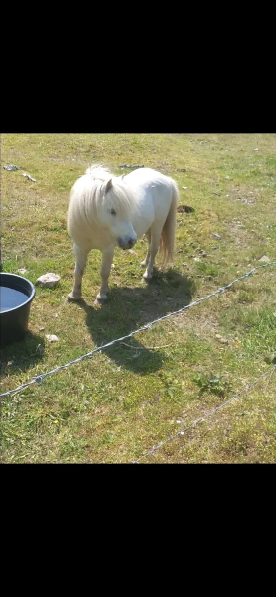 Ponies - Image 4