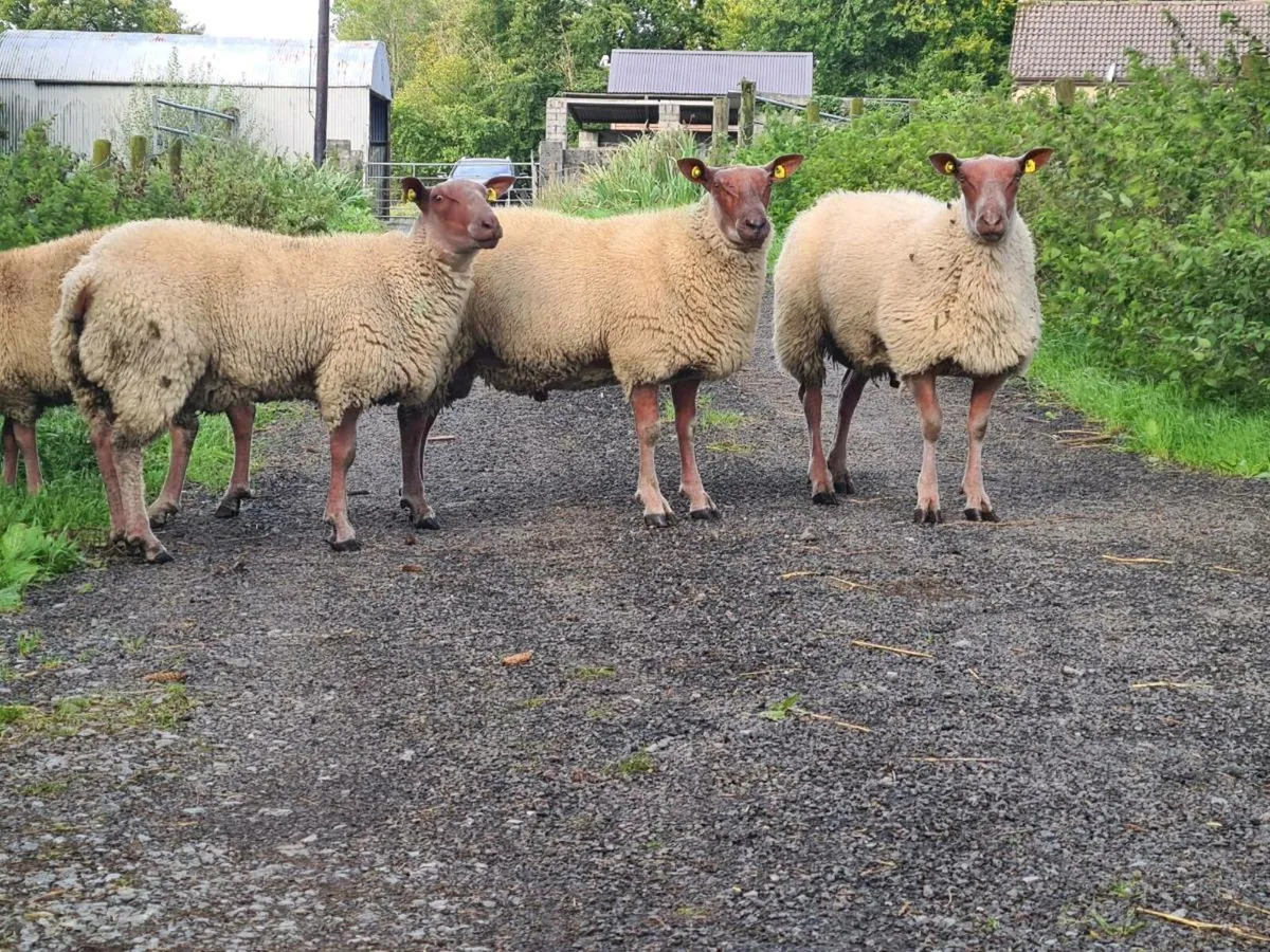 ★★★ SIS RAM LAMBS ★★★ - Image 4