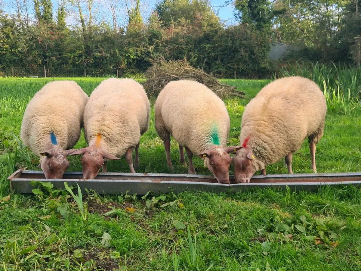 ★★★ SIS RAM LAMBS ★★★ - Image 1