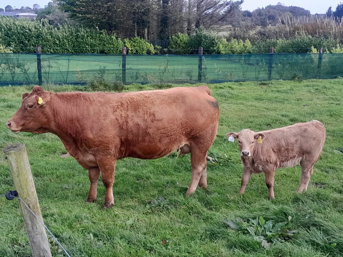 Super Team-Ballinasloe Mart Sat.20th - Image 1