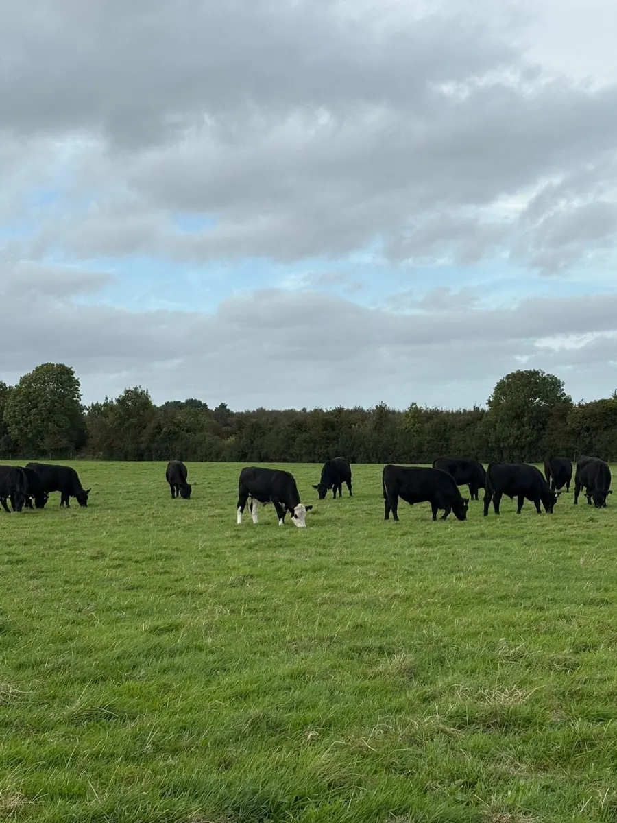 Angus bullocks - Image 1