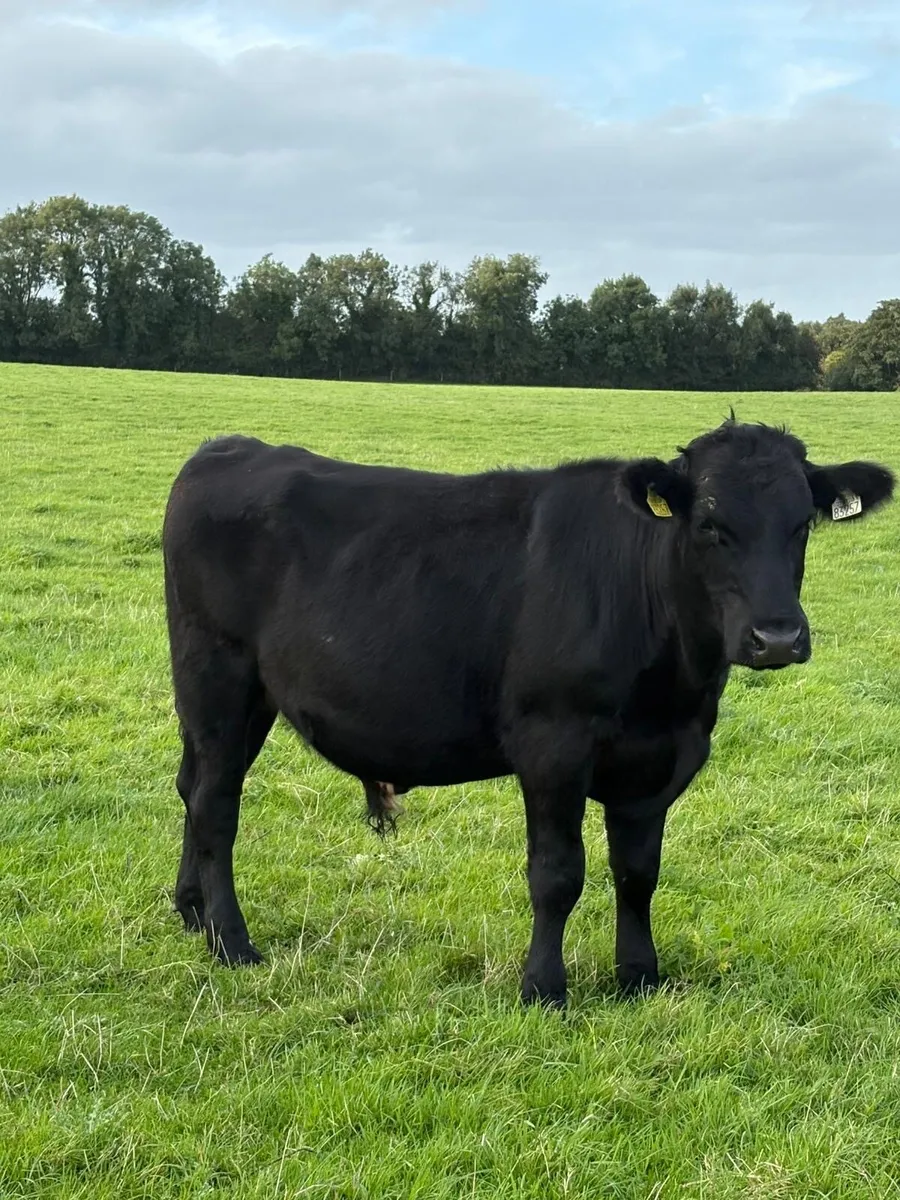 Angus bullocks - Image 2