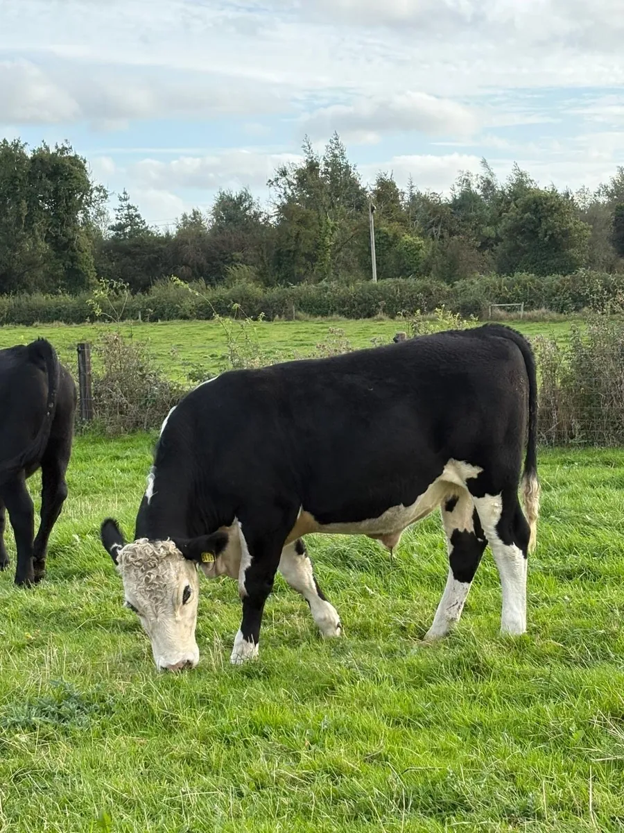 Angus bullocks - Image 3