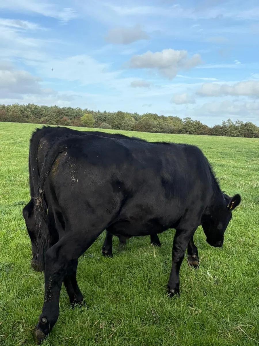 Angus bullocks - Image 4