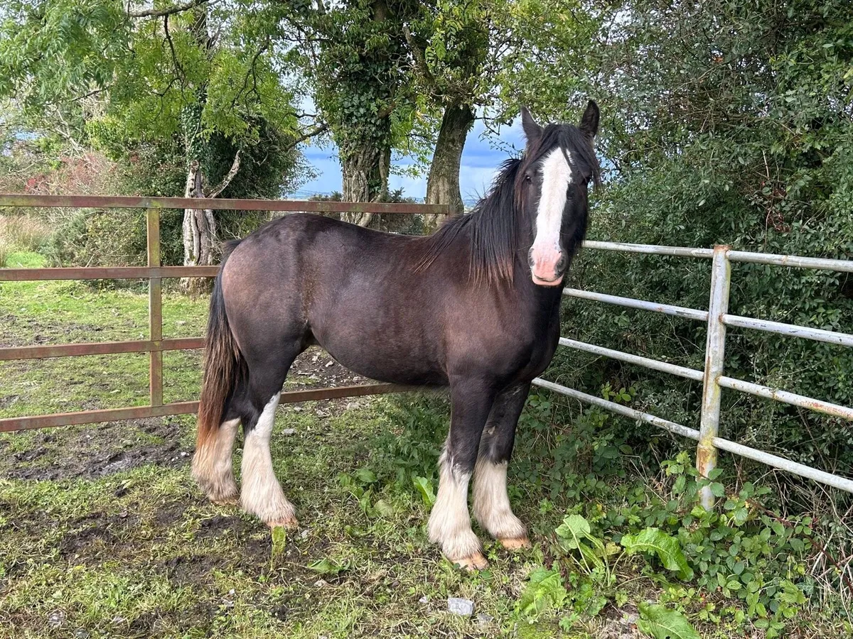 Heavy cob gelding - Image 4