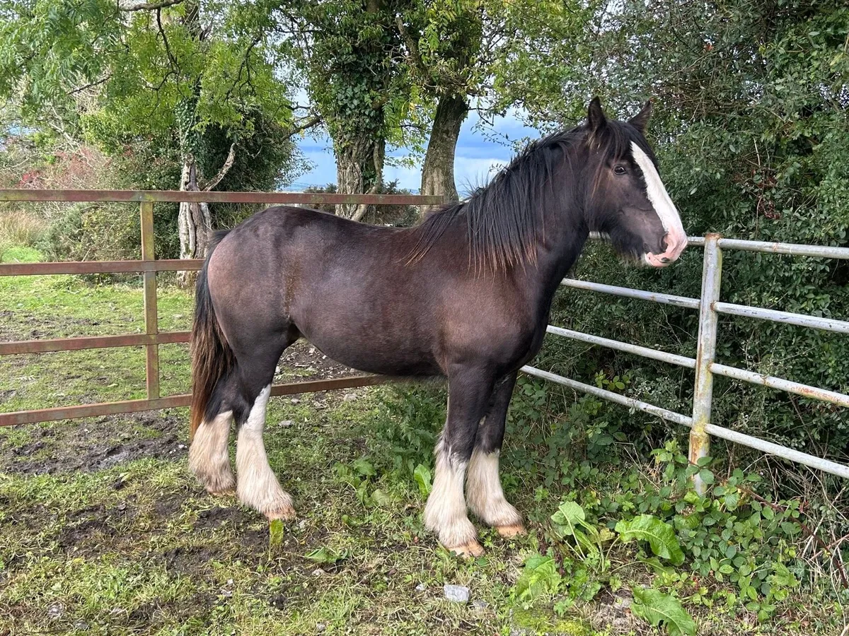 Heavy cob gelding - Image 1