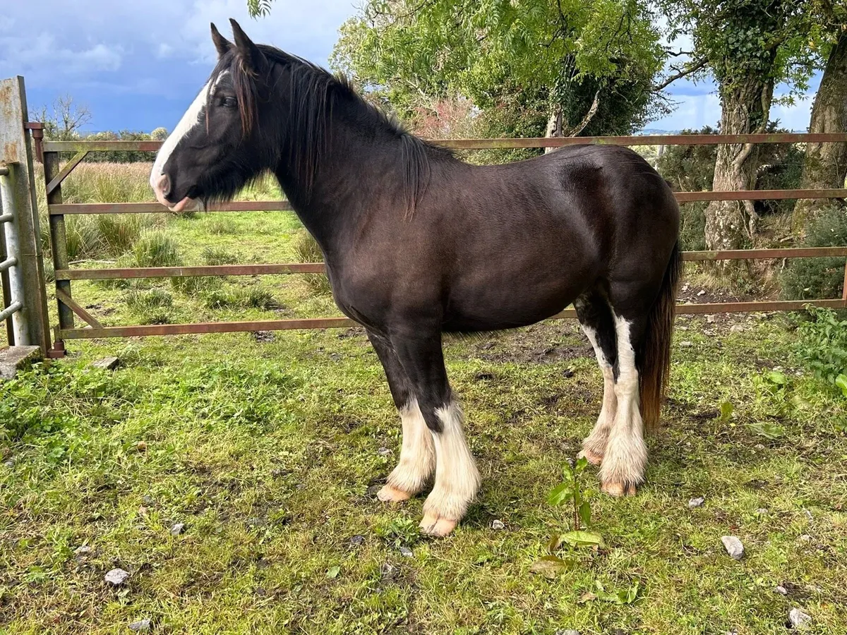 Heavy cob gelding - Image 2