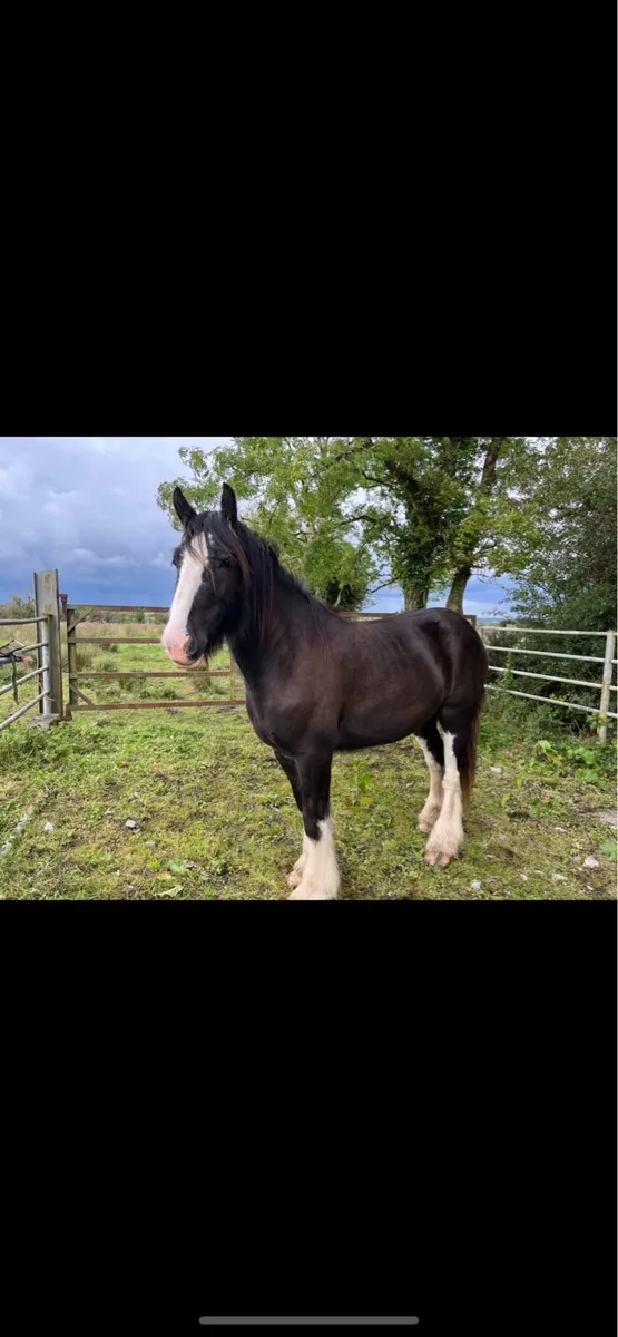 Heavy cob gelding - Image 3