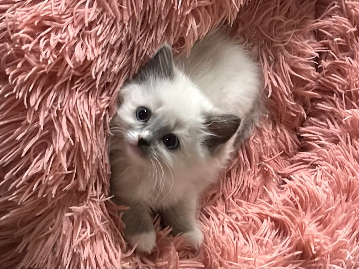 Ragdoll Kittens - Image 1