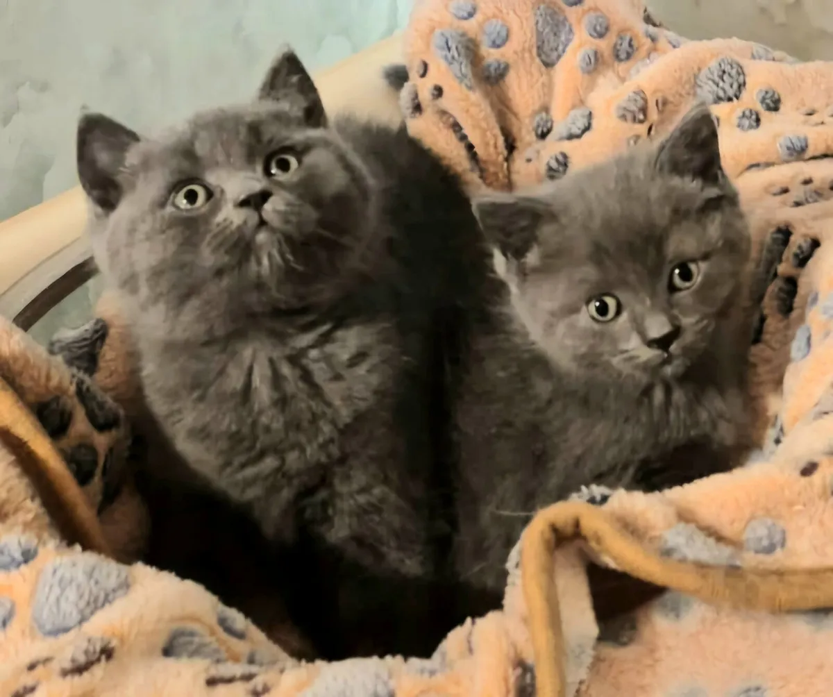 British Shorthaired x Ragdoll kittens - Image 2