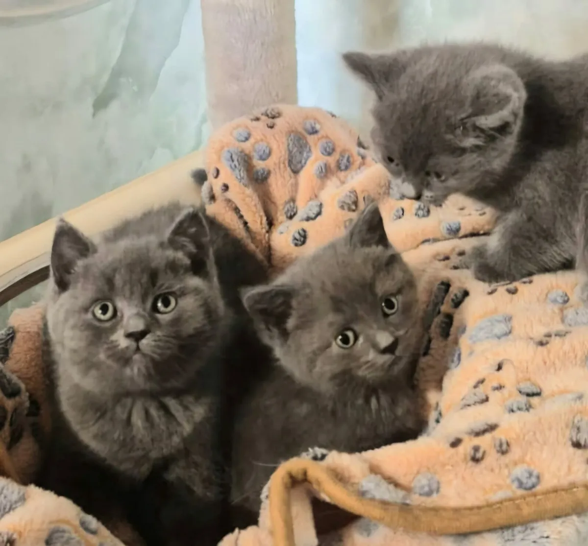 British Shorthaired x Ragdoll kittens - Image 3