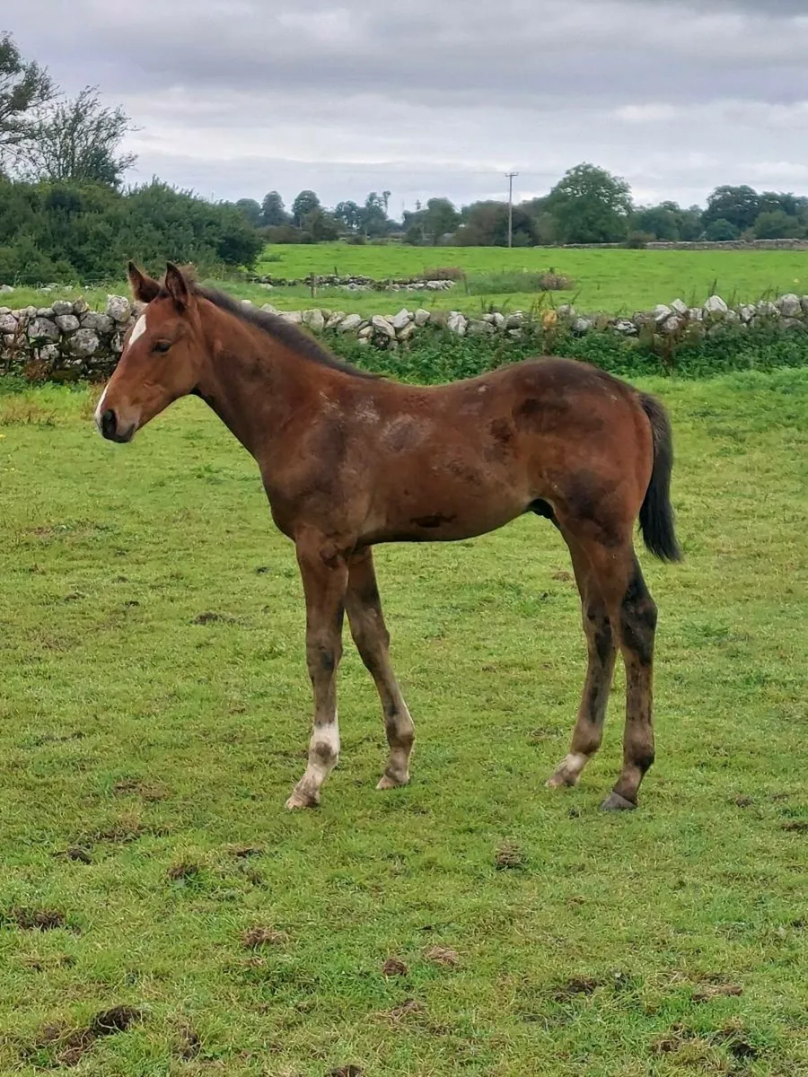 Slection of Foals. - Image 2