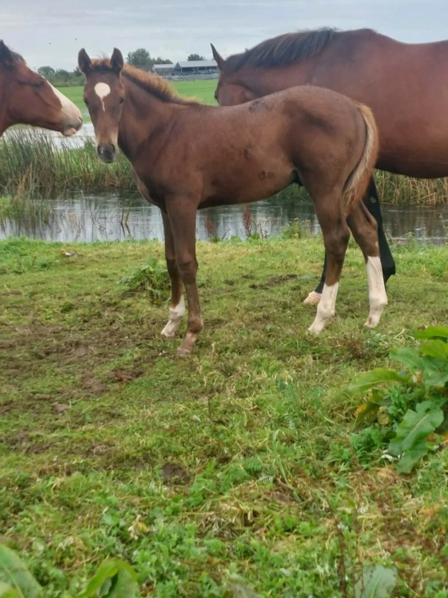 Slection of Foals. - Image 3