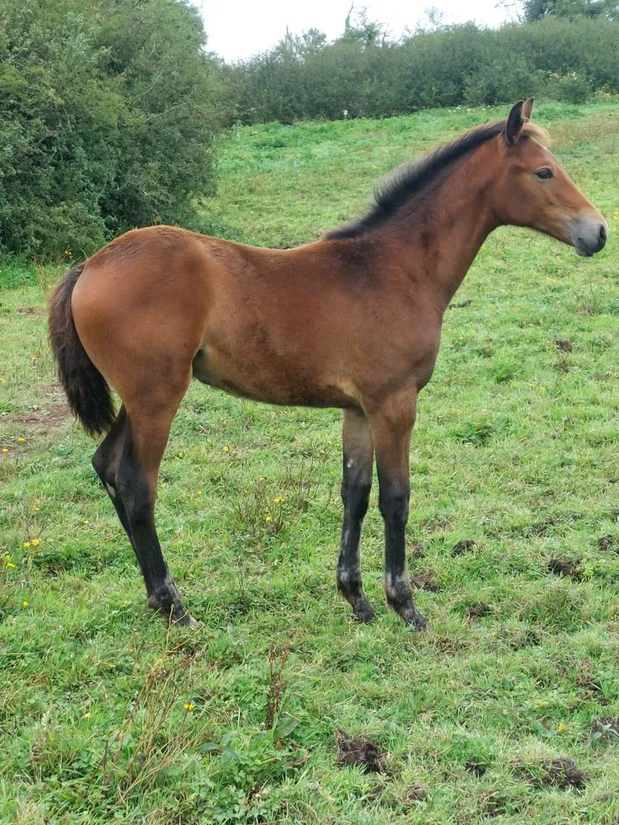 Slection of Foals. - Image 4