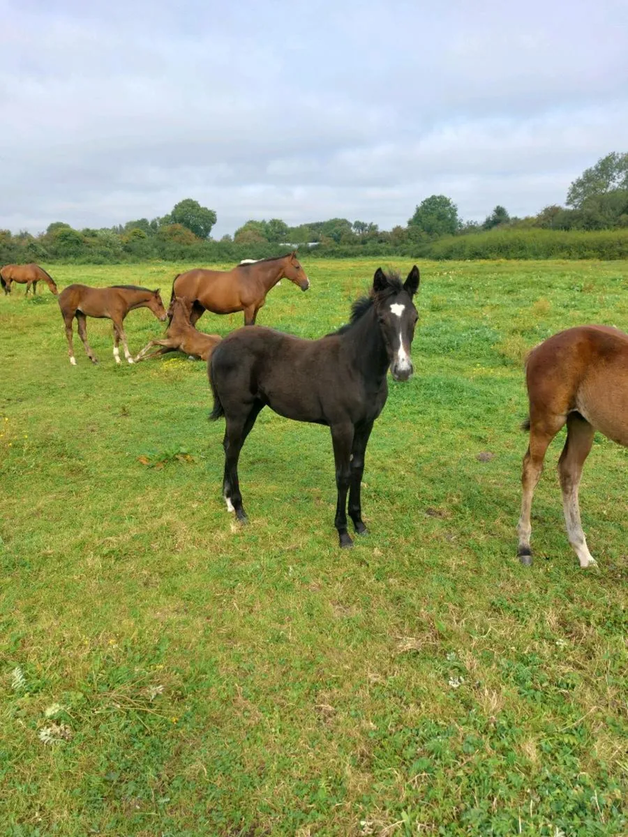 Quality ISH Slection of Foals. - Image 4
