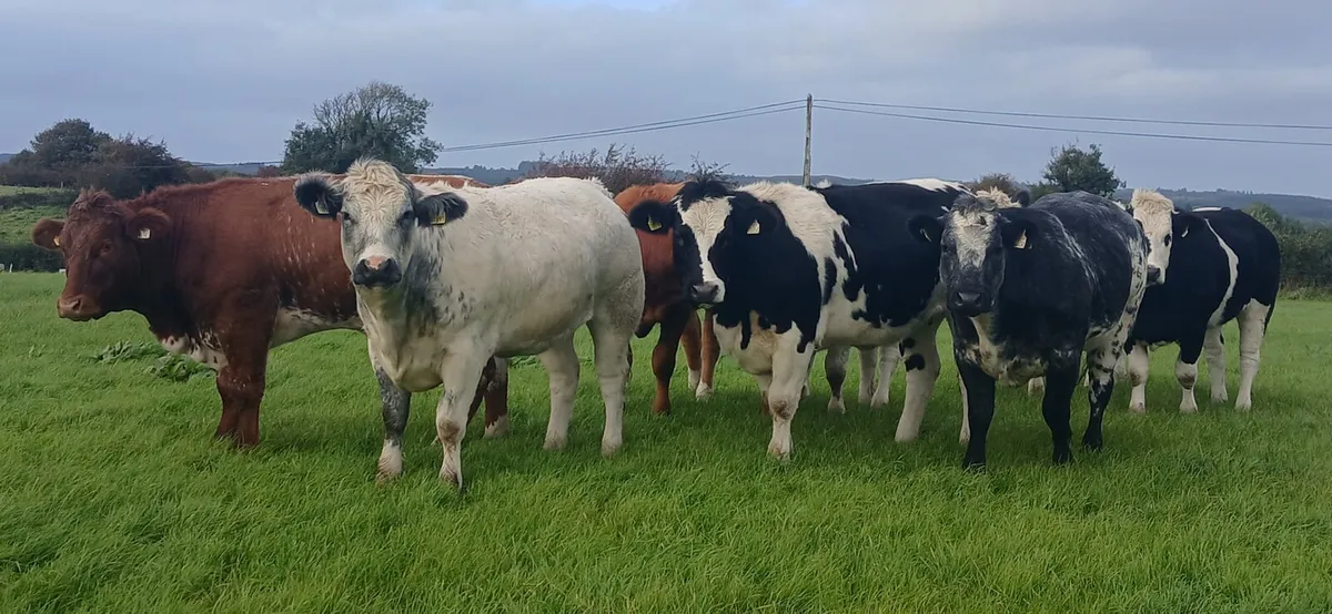 Breeding Heifers - Image 1