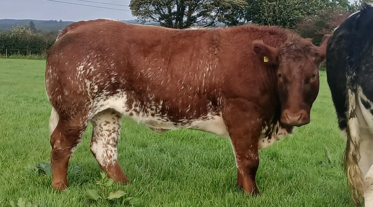 Breeding Heifers - Image 2
